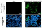 Influenza A PA Recombinant Rabbit Monoclonal Antibody (HL4504)
