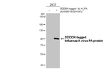 Influenza A PA Antibody in Western Blot (WB)