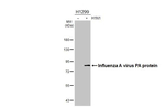Influenza A PA Antibody in Western Blot (WB)