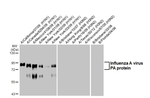 Influenza A PA Antibody in Western Blot (WB)
