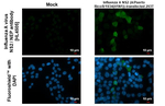 Influenza A NS2 Recombinant Rabbit Monoclonal Antibody (HL4505)