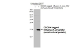 Influenza A NS2 Antibody in Western Blot (WB)