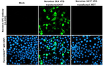Norovirus VP2 Recombinant Rabbit Monoclonal Antibody (HL4580)