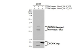 Norovirus VP2 Antibody in Western Blot (WB)