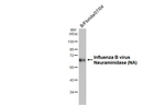Influenza B NA Antibody in Western Blot (WB)