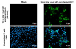 West Nile Virus NS1 Protein Recombinant Rabbit Monoclonal Antibody (HL4644)