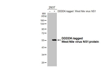 West Nile Virus NS1 Protein Antibody in Western Blot (WB)