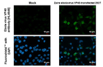 Ebola Virus VP40 Recombinant Rabbit Monoclonal Antibody (HL4648)