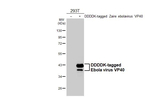 Ebola Virus VP40 Antibody in Western Blot (WB)