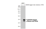 Ebola Virus VP40 Antibody in Western Blot (WB)