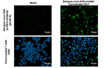 Dengue Virus Type 1-4 NS5 Recombinant Rabbit Monoclonal Antibody (HL4675)