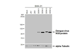 Dengue Virus Type 1-4 NS5 Antibody in Western Blot (WB)