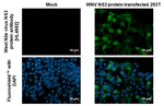 West Nile Virus NS3 Protein Recombinant Rabbit Monoclonal Antibody (HL4682)
