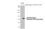 West Nile Virus NS3 Protein Antibody in Western Blot (WB)