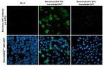Norovirus VP2 Recombinant Rabbit Monoclonal Antibody (HL4685)