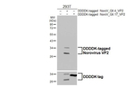 Norovirus VP2 Antibody in Western Blot (WB)