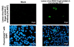 Lassa virus RING finger protein Z Recombinant Rabbit Monoclonal Antibody (HL4687)