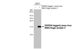 Lassa virus RING finger protein Z Antibody in Western Blot (WB)