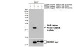 PRRS Virus Nucleocapsid Protein Antibody in Western Blot (WB)