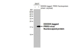 PRRS Virus Nucleocapsid Protein Antibody in Western Blot (WB)
