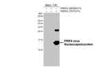 PRRS Virus Nucleocapsid Protein Antibody in Western Blot (WB)