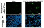 Yellow Fever Virus prM Recombinant Rabbit Monoclonal Antibody (HL4709)