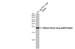 Yellow Fever Virus prM Antibody in Western Blot (WB)