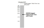 Yellow Fever Virus prM Antibody in Western Blot (WB)
