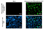 Influenza A PB2 Recombinant Rabbit Monoclonal Antibody (HL4720)