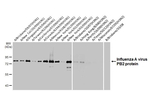 Influenza A PB2 Antibody in Western Blot (WB)