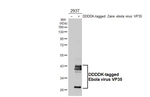 Ebola Virus VP35 Antibody in Western Blot (WB)