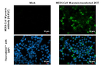 MERS Coronavirus M Recombinant Rabbit Monoclonal Antibody (HL4727)
