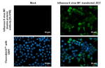 Influenza A M1 Recombinant Rabbit Monoclonal Antibody (HL4788)