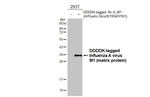 Influenza A M1 Antibody in Western Blot (WB)