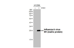 Influenza A M1 Antibody in Western Blot (WB)