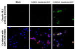 Claudin 18.2 Recombinant Rabbit Monoclonal Antibody (HL5230)