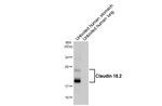 Claudin 18.2 Antibody in Western Blot (WB)