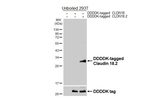 Claudin 18.2 Antibody in Western Blot (WB)