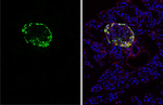 Glucagon Antibody in Immunohistochemistry (Frozen) (IHC (F))