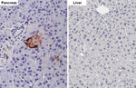 Glucagon Antibody in Immunohistochemistry (Paraffin) (IHC (P))