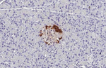 Glucagon Recombinant Rabbit Monoclonal Antibody (HL4596)