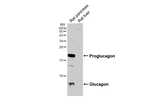 Glucagon Antibody in Western Blot (WB)