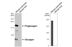 Glucagon Antibody in Western Blot (WB)