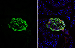 GLP-1 Antibody in Immunohistochemistry (Frozen) (IHC (F))