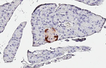 GLP-1 Recombinant Rabbit Monoclonal Antibody (HL4597)