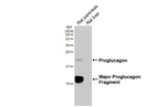 GLP-1 Antibody in Western Blot (WB)