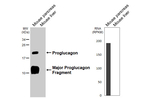 GLP-1 Antibody in Western Blot (WB)