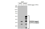 HTR1A Recombinant Rabbit Monoclonal Antibody (HL3657)