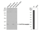 HTR1A Antibody in Western Blot (WB)