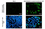 MLNR Recombinant Rabbit Monoclonal Antibody (HL4434)